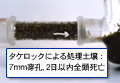 タケロックによる処理土壌：7mm穿孔、2日以内全頭死亡