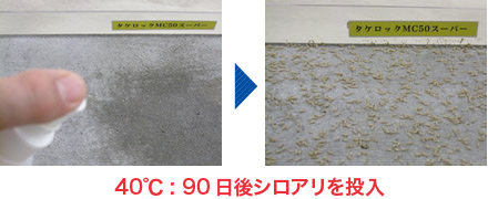 40℃ : 90日後シロアリを投入