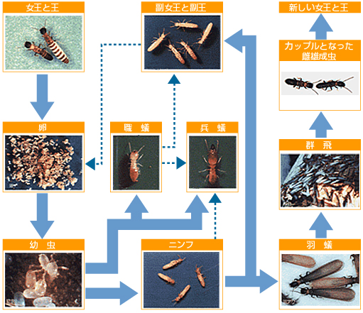 シロアリの一生